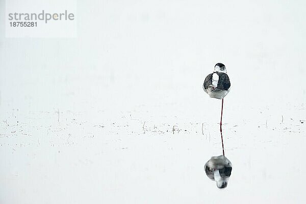 Stelzenläufer (Himantopus himantopus)  erwachsenes Tier  adult  flaches Wasser  schlafend  auf einem Bein stehend  Dümmerniederung  LK Diepholz  Niedersachsen  Deutschland  Europa