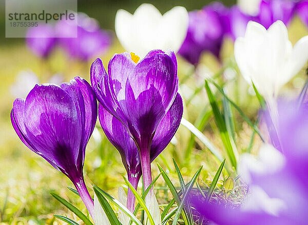 Nahaufnahme von violetten Krokusblüten mit selektivem Fokus und geringer Schärfentiefe
