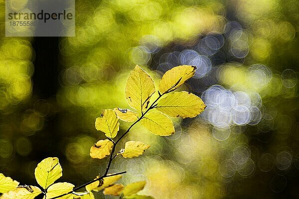 Indian Summer auf der Schwäbischen Alb  bunte Blätter der Buche (Fagus)  Herbstwald  Bokeh  Römerstein  Baden-Württemberg  Deutschland  Europa