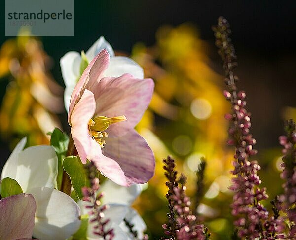 Nahaufnahme einer Christrosenblüte im Garten