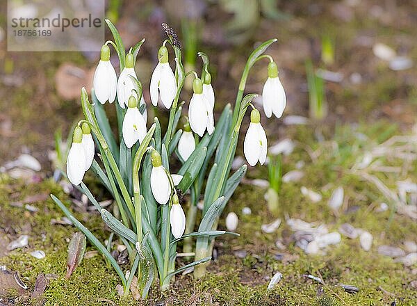 Gruppe von Schneeglöckchenblüten im Frühling