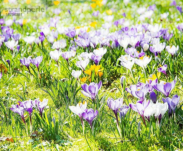 Frühlingshintergrund mit verschiedenen Krokusblüten auf der Wiese