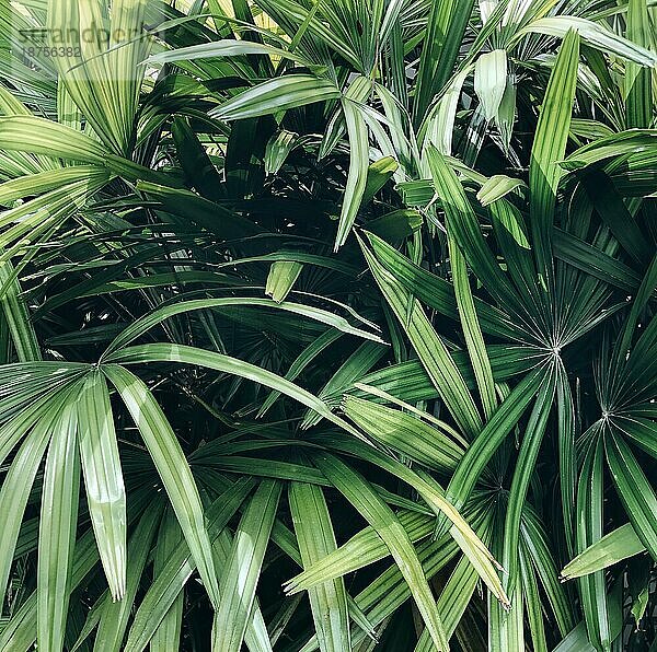 Hintergrund aus frischen naßen grünen Blättern mit Tropfen. Kreativer Hintergrund