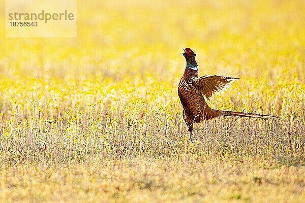 Jagdfasan (Phasianus colchicus)  Ringfasanenhahn  Männchen ruft während der Balz im Feld  Wiese im Frühling (Gegenlicht)