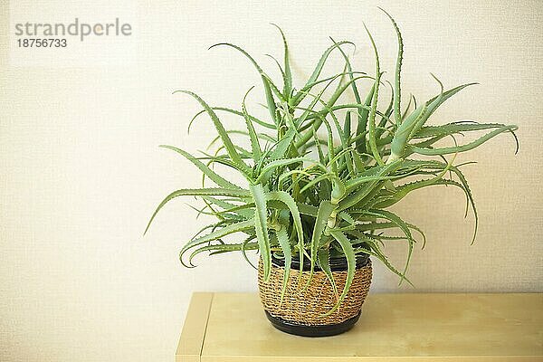 Eingetopfte Aloe Vera Zimmerpflanze auf Tisch vor beiger Wand. Grüne sukkulente Pflanze im Weidentopf für den Innenbereich. Begrünung in der Innenarchitektur. Pflanzenpflege und Hausgartenkonzept