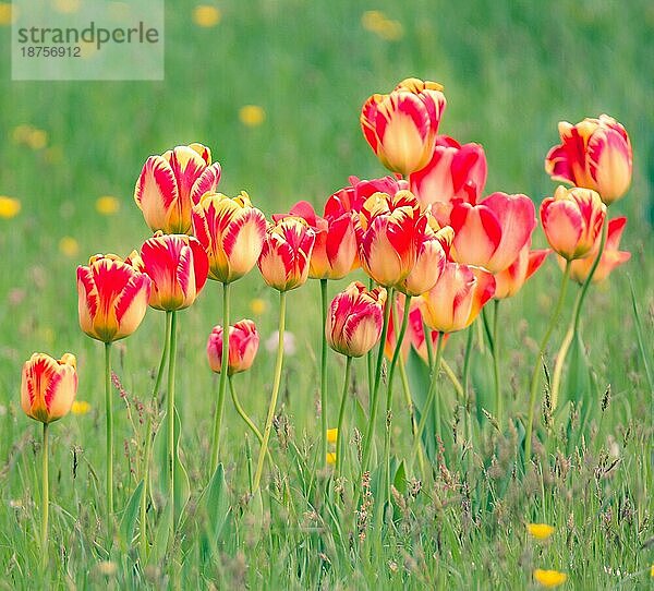 Frühlingslandschaft mit Tulpen auf einer Blumenwiese