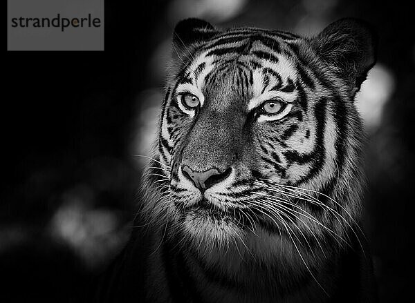 Porträt eines sibirischen Tigers (Panthera tigris altaica) in schwarzweiß