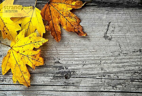 Herbstlicher Holzhintergrund mit Ahornblättern