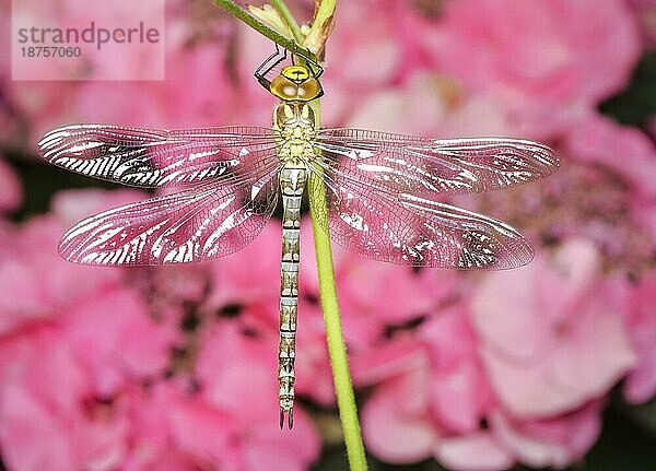 Makro einer Libelle auf einer Pflanze