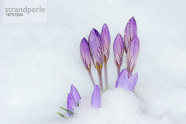 Nahaufnahme von lila Krokusblüten im Schnee mit selektivem Fokus