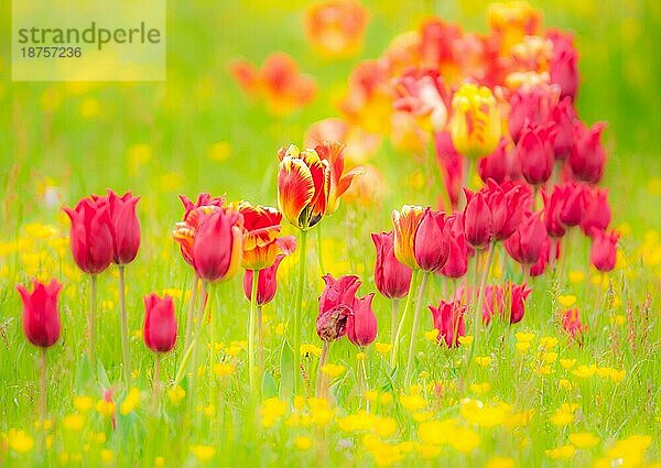 Frühlingslandschaft mit Tulpen auf einer Blumenwiese