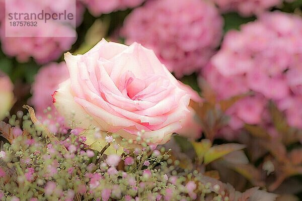 Blumendeko mit rosa Rosen Weichzeichner