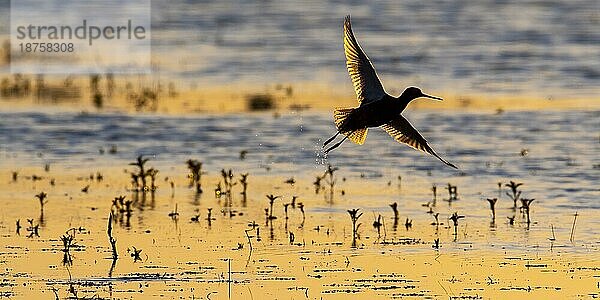 Rotschenkel (Tringa totanus)  adult  auffliegend  Gegenlicht  Flachwasser  Dümmerniederung  Landkreis Diepholz  Niedersachsen  Deutschland  Europa