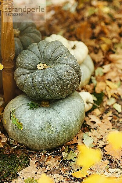 Dekoration aus kleinen grünen Kürbissen  die während des Halloween Festes auf verwelkte gelbe Blätter gestellt werden