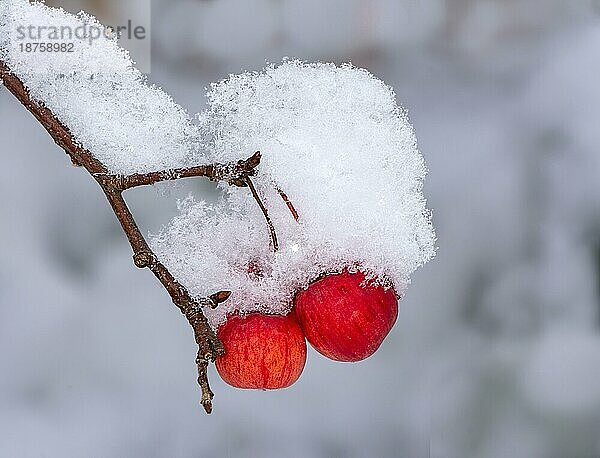 Gefrorene reife Äpfel mit Schnee bedeckt selektiver Fokus