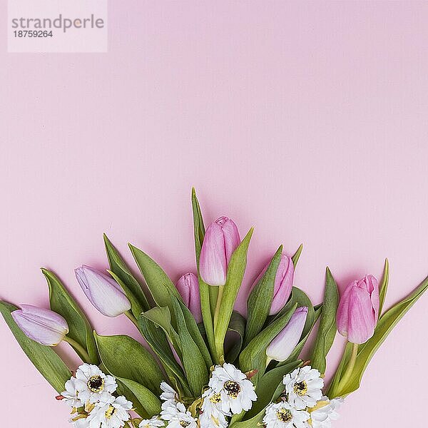 Weiß rosa gefärbte Blumen. Foto mit hoher Auflösung