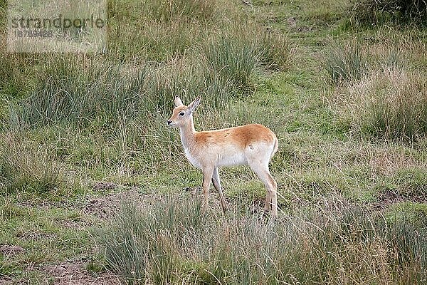 Letschwe (Kobus leche) Antilope