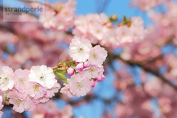 Frühling: rosa Kirschblüten