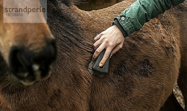 Close up Hand Bürsten Pferd
