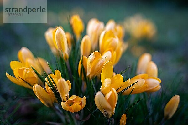 Blühende Krokusse in East Grinstead