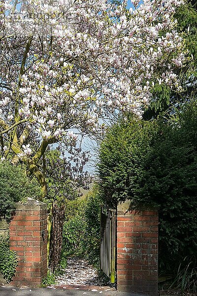 EAST GRINSTEAD  WEST SUSSEX  UK - MAI 4 : Blühende Magnolie am Eingang eines Hauses in East Grinstead am 4. Mai 2013