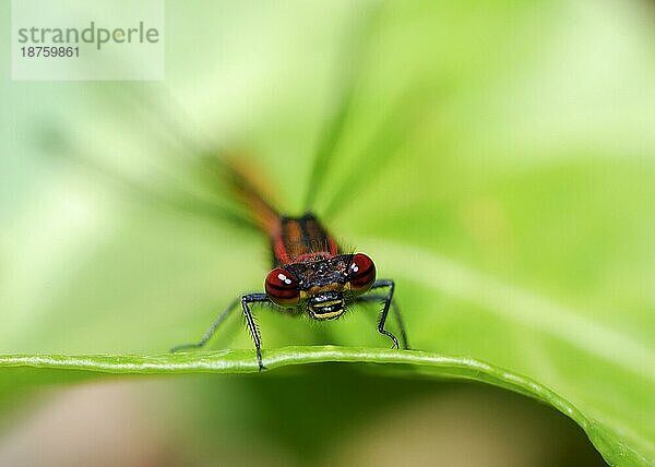 Makro einer roten Libelle