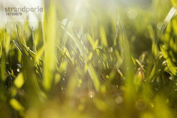 Natürliches Gras in Nahaufnahme. Foto mit hoher Auflösung