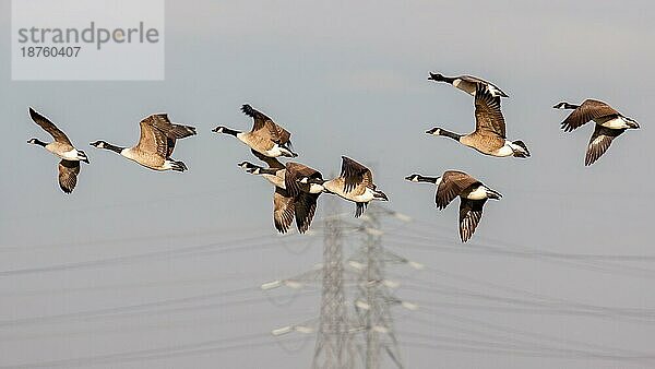 Graugänse (anser anser) beim Flug über die Sümpfe in Essex