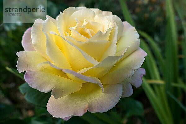 Gelbe Rose (Frieden)