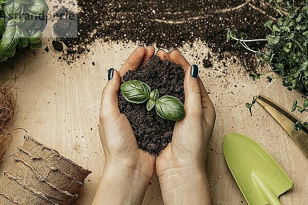 Draufsicht weibliche Hände halten Erde Pflanze. Foto mit hoher Auflösung