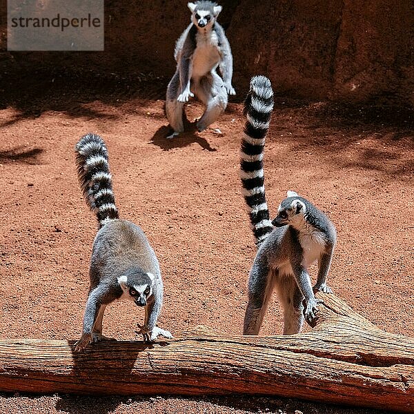 FUENGIROLA  ANDALUCIA/SPAIN - 4. JULI : RingelschwanzKatta (Lemur catta) im Bioparc in Fuengirola Costa del Sol Spanien am 4. Juli 2017