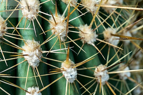 Echinopsis atacamensis