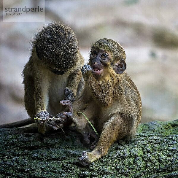 Ein Paar Südliche Zwergmeerkatze (Miopithecus talapoin) im Bioparc Fuengirola