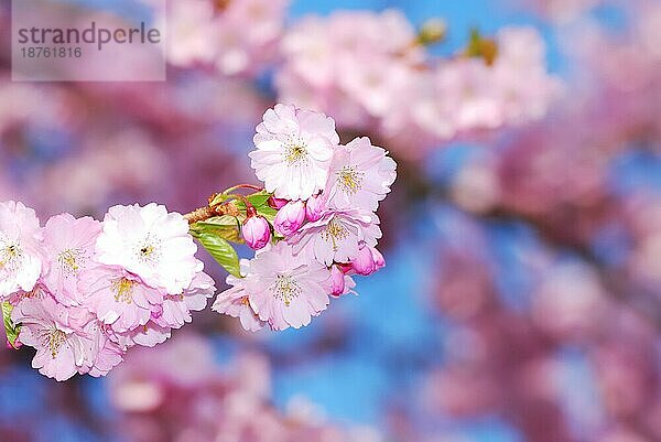 Frühling: rosa Kirschblüten