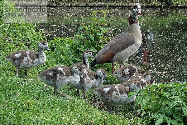 Nilgänse (alopochen aegyptiacus) mit Gänseküken