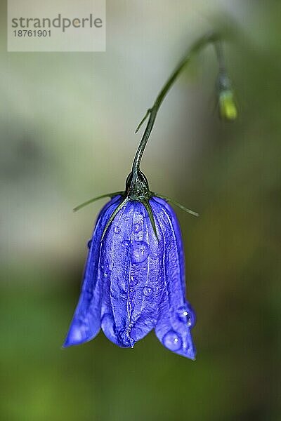 Blaue Glockenblume auf alpiner Wiese im Sommer mit Morgentau