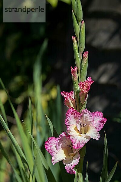 Rosa und weiß blühende Gladiolen-Hybride in einem englischen Garten