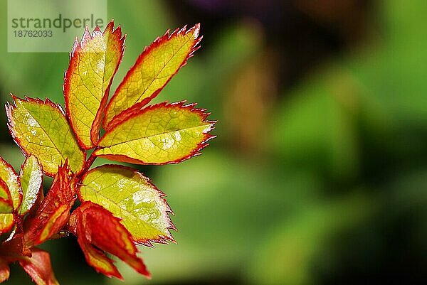 Junge und frische Blätter einer Rose