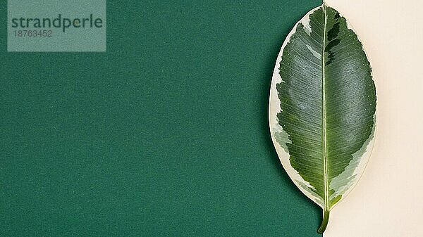 Draufsicht schöne Pflanze Blatt mit Kopie Raum. Auflösung und hohe Qualität schönes Foto