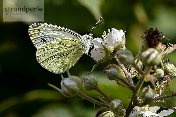 Großer Kohlweißling (Pieris brassicae) Schmetterling bei der Nahrungsaufnahme an einer Brombeerblüte