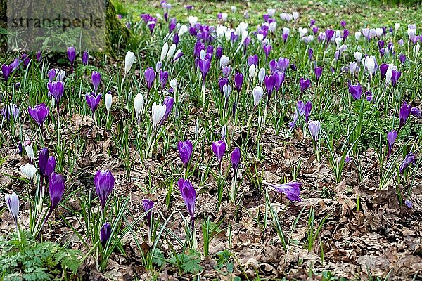 Blühende Krokusse in der Nähe von East Grinstead