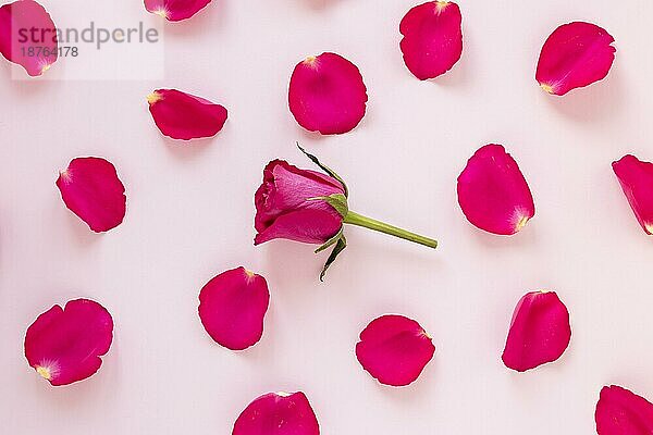 Rosenblütenblätter Valentinstag. Auflösung und hohe Qualität schönes Foto