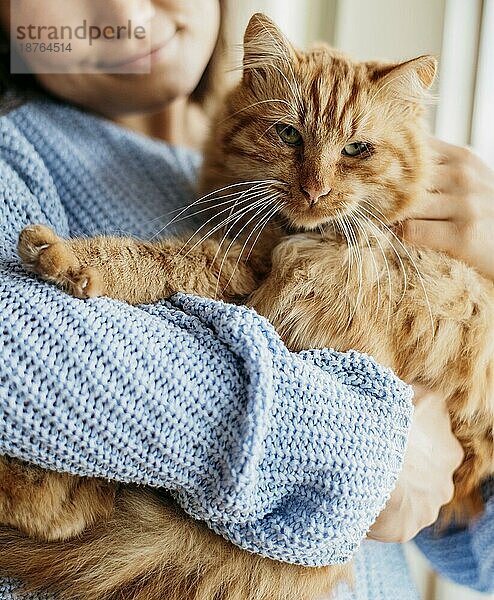 Besitzer streichelt bezaubernde Katze