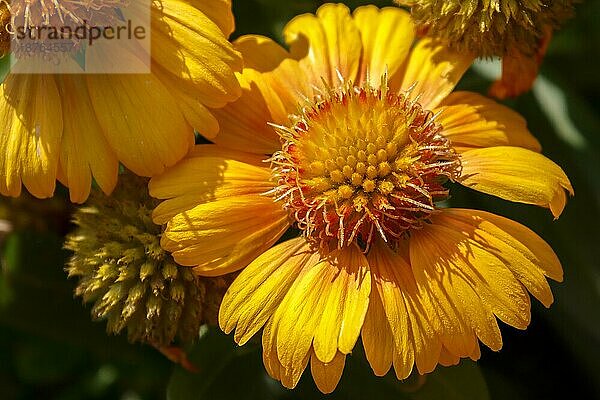 Gelbes Gänseblümchen Kulturblume