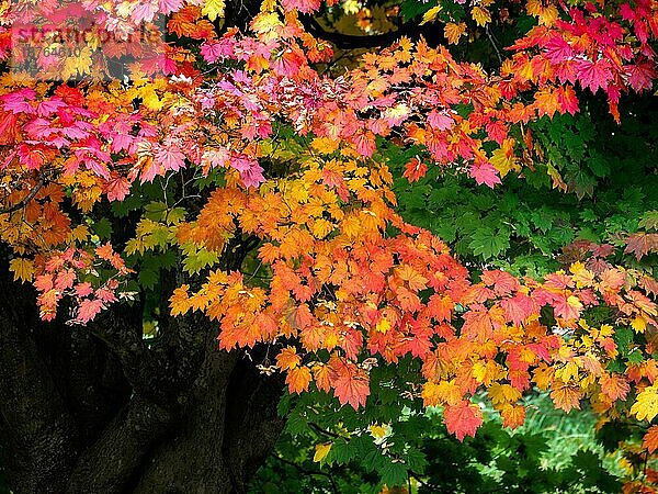Fächer-Ahorn (Acer palmatum) in Herbstfarben