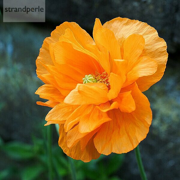 Oranger Klatschmohn (Meconopsis cambrica) Blüte