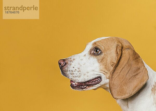 Seitenansicht Hund mit schönen Augen. Auflösung und hohe Qualität schönes Foto