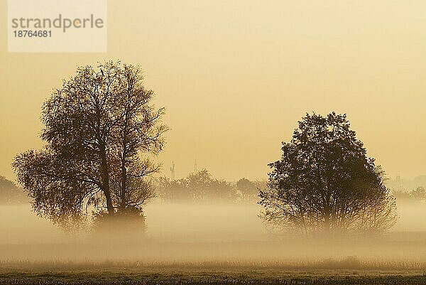 Baumsilhouetten im Morgennebel