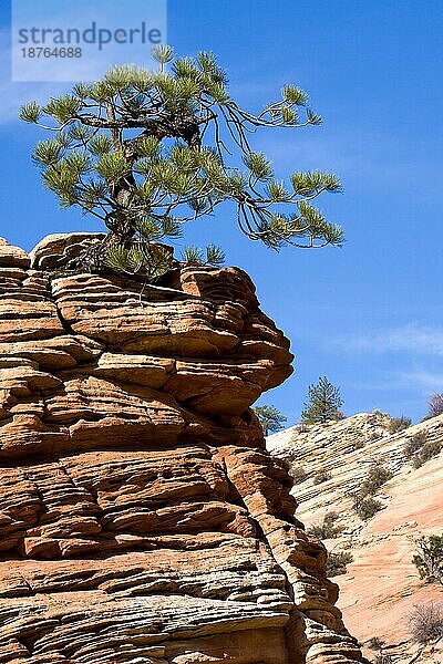 Verkümmerter Baum auf einem felsigen Vorgebirge