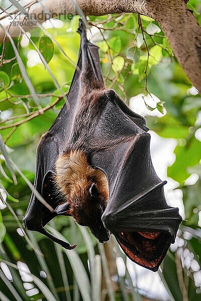 FUENGIROLA  ANDALUCIA/SPAIN - 4. JULI : Fledermaus (Pteropus) im Bioparc in Fuengirola Costa del Sol Spanien am 4. Juli 2017